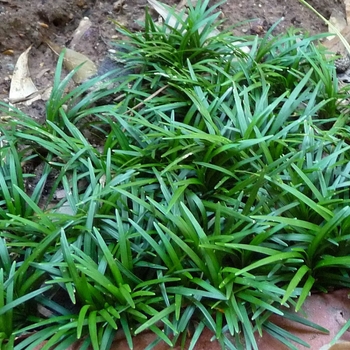 Ophiopogon japonicus 'Super Dwarf'