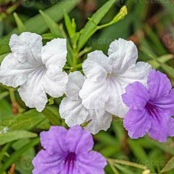 Ruellia 'Multiple Varieties'