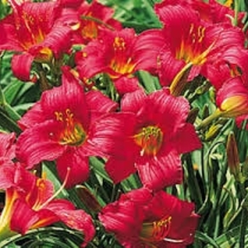 Hemerocallis 'Little Business'