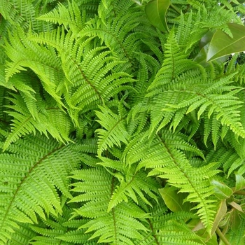 Dryopteris filix-mas 'Undulata Robusta'