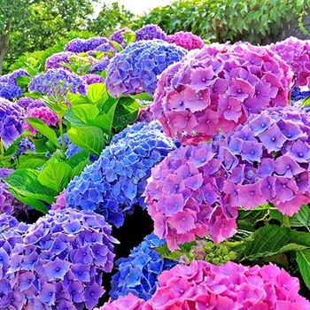 Hydrangea macrophylla 'All Summer Beauty'