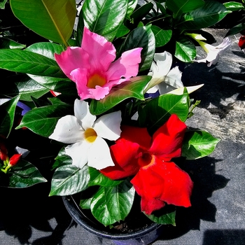 Dipladenia 'Scarlet'