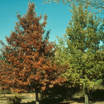 Quercus x bimundorum 'Midwest' USPP26354P2
