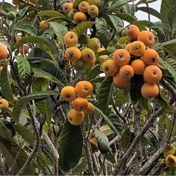 Eriobotrya japonica