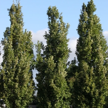 Quercus x bimundorum 'Crimschmidt' PP25328P2