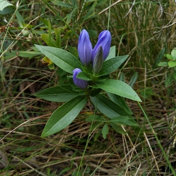 Gentiana saponaria