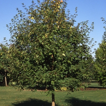 Acer grandidentatum 'Rocky Mountain Glow&reg;' PP 24,856