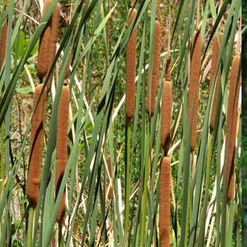 Typha latifolia