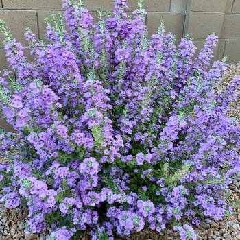 Leucophyllum frutescens