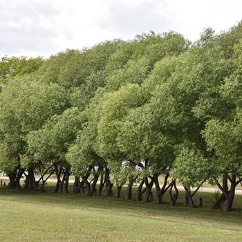 Salix alba var. vitellina