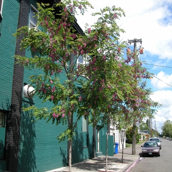 Robinia pseudoacacia 'Purple robe'