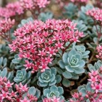Sedum