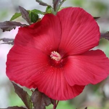 Hibiscus moscheutos 'Whit XX' PP15091