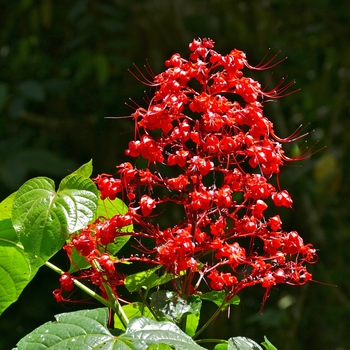 Clerodendrum paniculatum