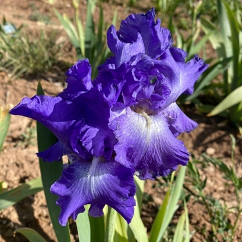 Iris germanica 'Speeding Again'