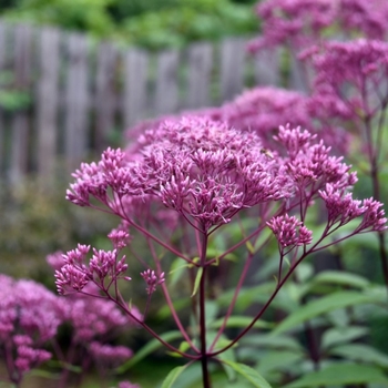 Eupatorium 'Phantom' PP18354