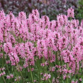 Stachys officinalis 'Pink Cotton Candy'