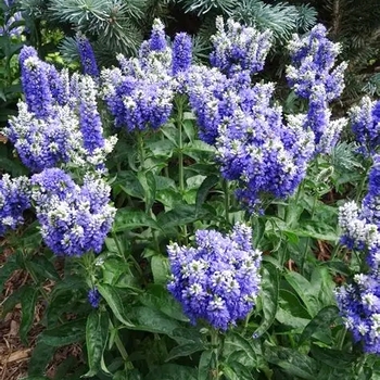 Veronica 'Blue Bomb' PP22509