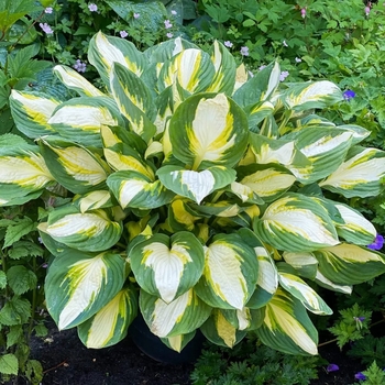 Hosta 'Color Festival' 