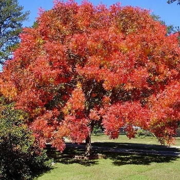 Pistacia chinensis 'Red Push'