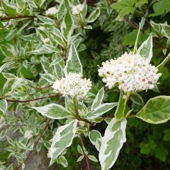 Cornus alba 'Elegantissima' 