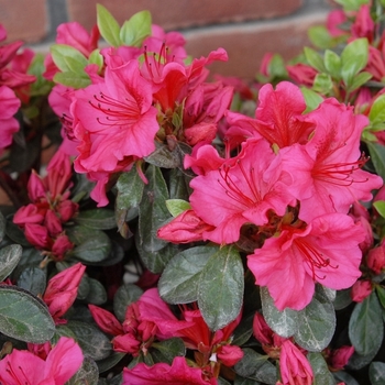 Rhododendron 'Amelia Rose'