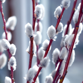 Salix caprea 'French'
