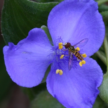 Tradescantia virginiana