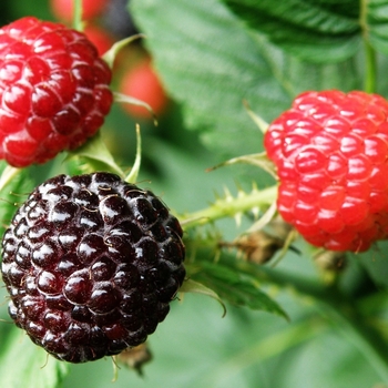 Rubus occidentalis