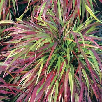 Hakonechloa macra 'Beni-kaze'