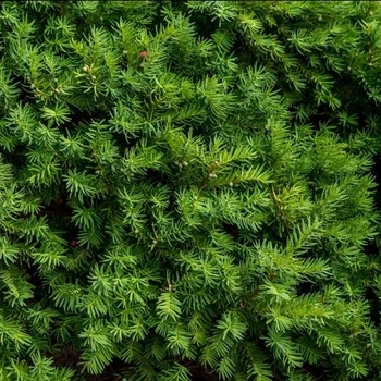 Podocarpus macrophyllus