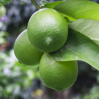 Citrus x latifolia 'Bearss Seedless'