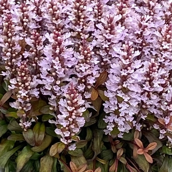 Ajuga 'Rosy Robin' PPAF