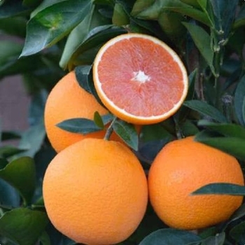Citrus sinensis 'Cara Cara'