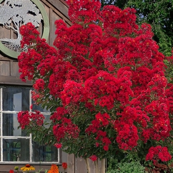 Lagerstroemia indica 'Miss Frances' 