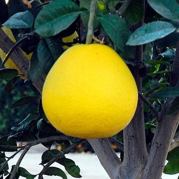 Citrus 'Dunstan'