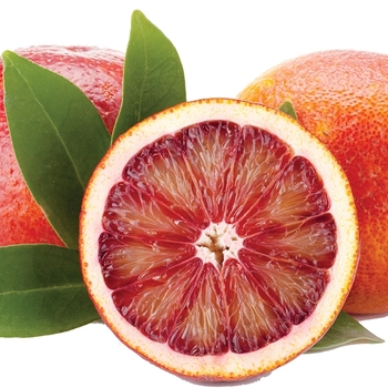 Citrus sinensis 'Moro' 
