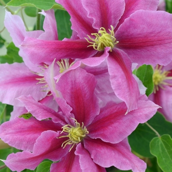 Clematis 'Evipo114' PP22,500