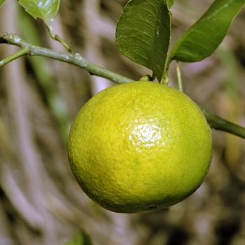 Citrus limettiodes