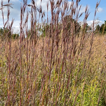 Andropogon gerardii