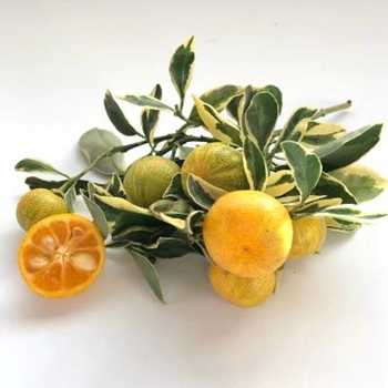 Citrus x microcarpa