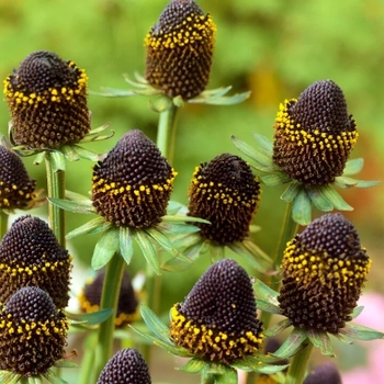 Rudbeckia occidentalis 'Black Beauty' PP12648