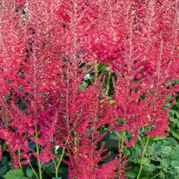 Astilbe chinensis 'Hot Pearls®' PP25349P3