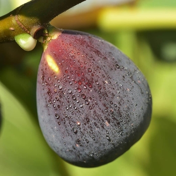 Ficus carica 'Chicago Hardy' 