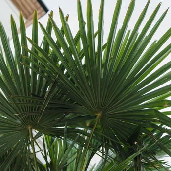 Livistona chinensis