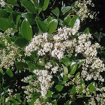 Ligustrum japonicum 'Recurvifolium'