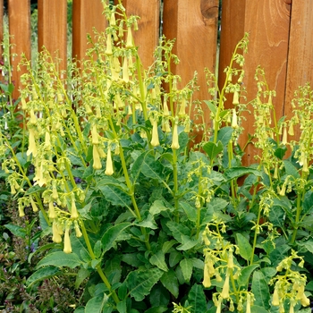 Phygelius 'Yellow' PPAF