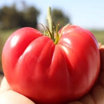 Solanum lycopersicon 'Pink Delicious'