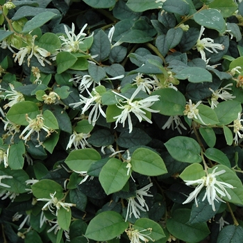 Loropetalum chinense