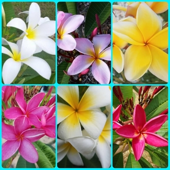 Plumeria obtusa